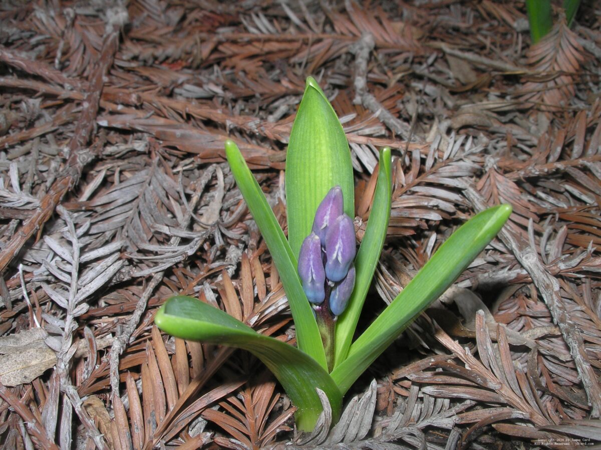 P2264209.JPG - 229 KB